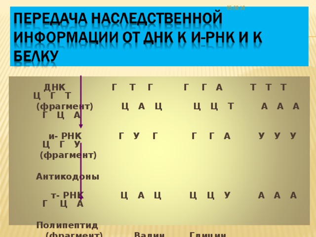 05.08.18   ДНК Г Т Г Г Г А Т Т Т Ц Г Т   (фрагмент) Ц А Ц Ц Ц Т А А А Г Ц А    и- РНК Г У Г Г Г А У У У Ц Г У  (фрагмент)    Антикодоны   т- РНК Ц А Ц Ц Ц У А А А Г Ц А    Полипептид  (фрагмент) Валин Глицин Фенилаланин Аргинин  