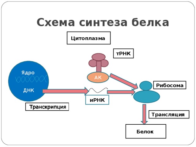 Схема синтеза белка Цитоплазма  тРНК Ядро ДНК АК Рибосома  иРНК Трансляция  Белок  