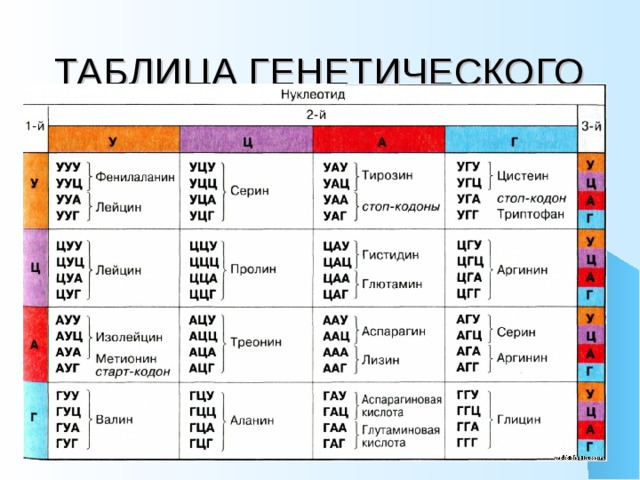 ТАБЛИЦА ГЕНЕТИЧЕСКОГО КОДА 