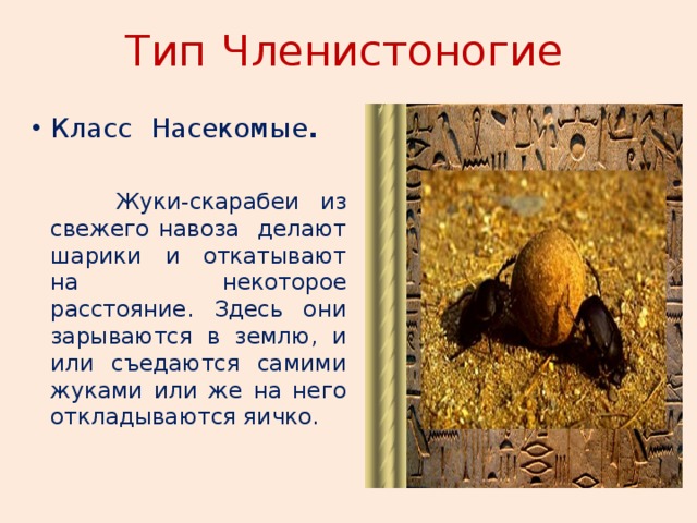 Тип  Членистоногие  Класс  Насекомые .  Жуки-скарабеи из свежего навоза делают шарики и откатывают на некоторое расстояние. Здесь они зарываются в землю, и или съедаются самими жуками или же на него откладываются яичко. 