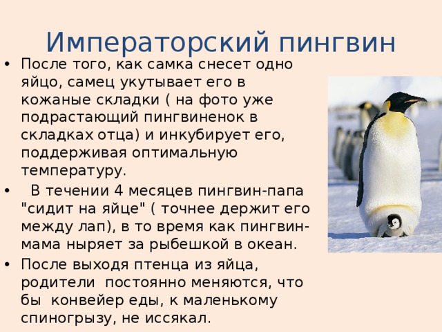 Императорский пингвин После того, как самка снесет одно яйцо, самец укутывает его в кожаные складки ( на фото уже подрастающий пингвиненок в складках отца) и инкубирует его, поддерживая оптимальную температуру.  В течении 4 месяцев пингвин-папа 