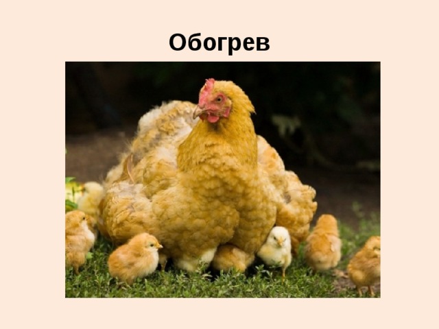 Обогрев 