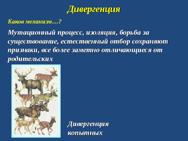 Дивергенция  Каков механизм…? Мутационный процесс, изоляция, борьба за существование, естественный отбор сохраняют признаки, все более заметно отличающиеся от родительских Дивергенция копытных 