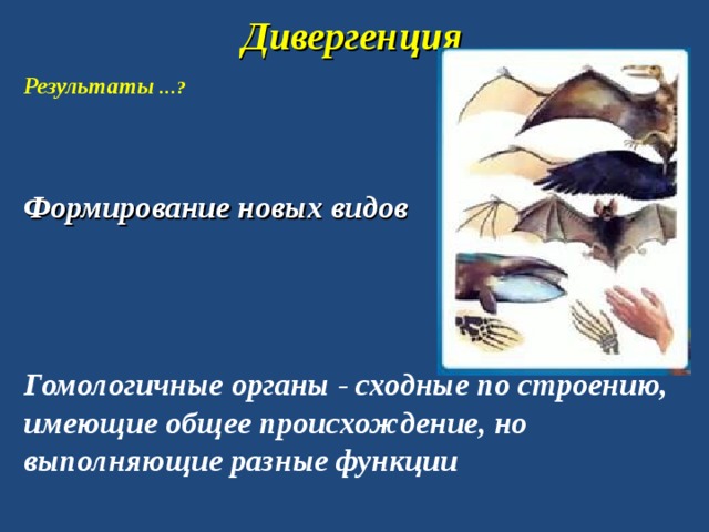 Дивергенция Результаты …? Формирование новых видов Гомологичные органы - сходные по строению, имеющие общее происхождение, но выполняющие разные функции 