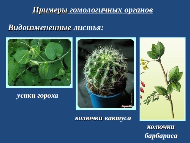 Примеры гомологичных органов Видоизмененные листья: усики гороха колючки кактуса колючки барбариса 
