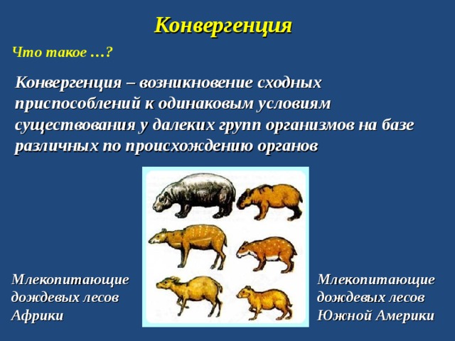 Конвергенция Что такое …? Конвергенция – возникновение сходных приспособлений к одинаковым условиям существования у далеких групп организмов на базе различных по происхождению органов Млекопитающие дождевых лесов Африки Млекопитающие дождевых лесов Южной Америки 