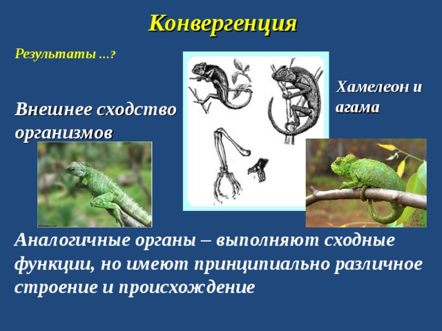 Конвергенция Результаты …? Хамелеон и агама Внешнее сходство организмов Аналогичные органы – выполняют сходные функции, но имеют принципиально различное строение и происхождение 
