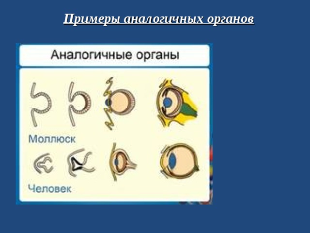 Примеры аналогичных органов 