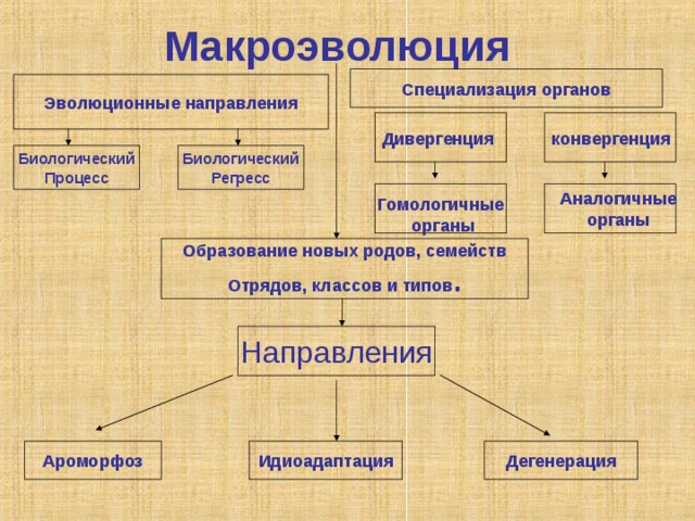 Макроэволюция Специализация органов Эволюционные направления   конвергенция Дивергенция Биологический Процесс Биологический Регресс   Аналогичные органы  Гомологичные органы  Образование новых родов, семейств Отрядов, классов и типов . Направления Дегенерация Идиоадаптация Ароморфоз 