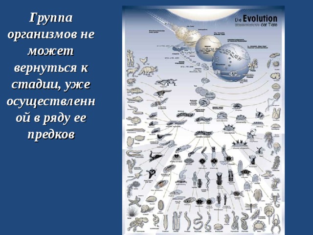 Группа организмов не может вернуться к стадии, уже осуществленной в ряду ее предков 