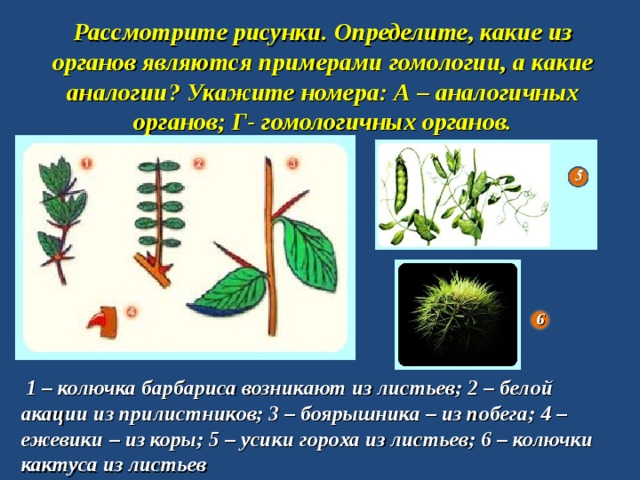 Рассмотрите рисунки. Определите, какие из органов являются примерами гомологии, а какие аналогии? Укажите номера: А – аналогичных органов; Г- гомологичных органов.   6  1 – колючка барбариса возникают из листьев; 2 – белой акации из прилистников; 3 – боярышника – из побега; 4 – ежевики – из коры; 5 – усики гороха из листьев; 6 – колючки кактуса из листьев 