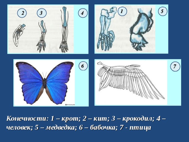 Конечности: 1 – крот; 2 – кит; 3 – крокодил; 4 – человек; 5 – медведка; 6 – бабочка; 7 - птица 
