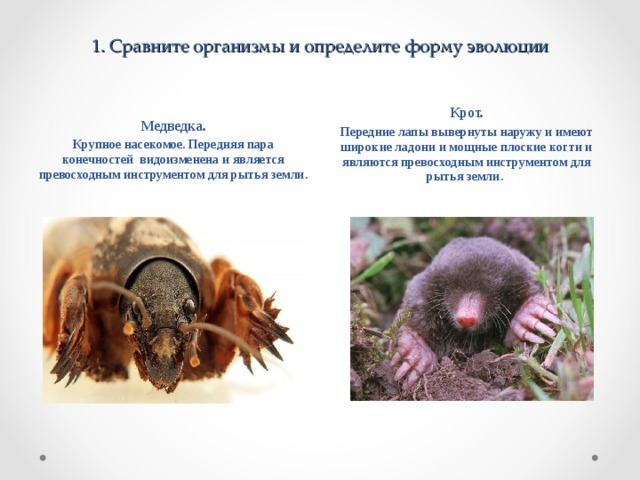 1. Сравните организмы и определите форму эволюции Крот. Передние лапы вывернуты наружу и имеют широкие ладони и мощные плоские когти и являются превосходным инструментом для рытья земли.  Медведка. Крупное насекомое. Передняя пара конечностей видоизменена и является превосходным инструментом для рытья земли. 