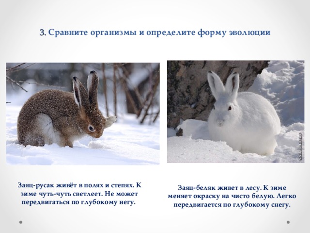 3. Сравните организмы и определите форму эволюции Заяц-русак живёт в полях и степях. К зиме чуть-чуть светлеет. Не может передвигаться по глубокому негу. Заяц-беляк живет в лесу. К зиме меняет окраску на чисто белую. Легко передвигается по глубокому снегу. 