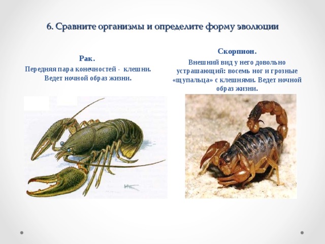 6 . Сравните организмы и определите форму эволюции Рак. Передняя пара конечностей - клешни. Ведет ночной образ жизни.  Скорпион. Внешний вид у него довольно устрашающий: восемь ног и грозные «щупальца» с клешнями. Ведет ночной образ жизни. 