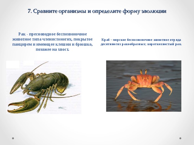 7 . Сравните организмы и определите форму эволюции Рак - пресноводное беспозвоночное животное типа членистоногих, покрытое панцирем и имеющее клешни и брюшко, похожее на хвост. Краб - морское беспозвоночное животное отряда десятиногих ракообразных; короткохвостый рак. 