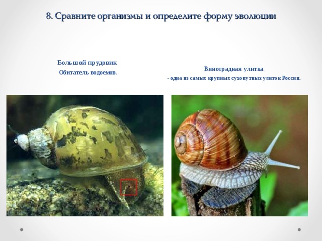 8 . Сравните организмы и определите форму эволюции Большой прудовик  Обитатель водоемов. Виноградная улитка - одна из самых крупных сухопутных улиток России.    