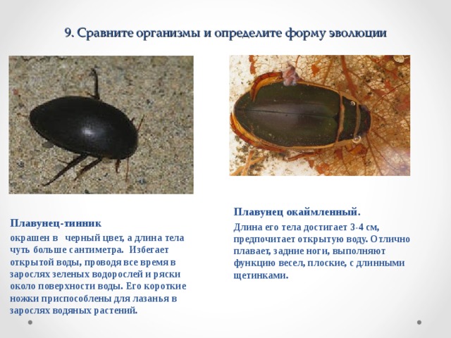 9 . Сравните организмы и определите форму эволюции Плавунец-тинник окрашен в черный цвет, а длина тела чуть больше сантиметра. Избегает открытой воды, проводя все время в зарослях зеленых водорослей и ряски около поверхности воды. Его короткие ножки приспособлены для лазанья в зарослях водяных растений.  Плавунец окаймленный. Длина его тела достигает 3-4 см, предпочитает открытую воду. Отлично плавает, задние ноги, выполняют функцию весел, плоские, с длинными щетинками. 