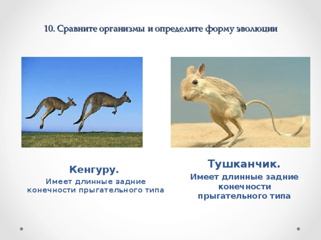 10 . Сравните организмы и определите форму эволюции Кенгуру. Имеет длинные задние конечности прыгательного типа Тушканчик. Имеет длинные задние конечности прыгательного типа 
