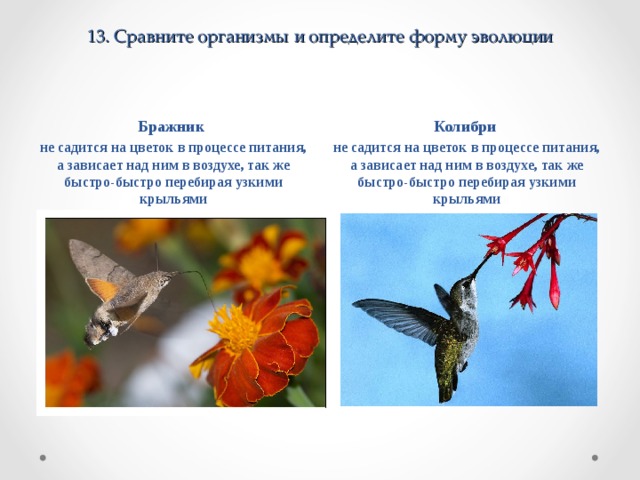 13 . Сравните организмы и определите форму эволюции Колибри не садится на цветок в процессе питания, а зависает над ним в воздухе, так же быстро-быстро перебирая узкими крыльями Бражник не садится на цветок в процессе питания, а зависает над ним в воздухе, так же быстро-быстро перебирая узкими крыльями 