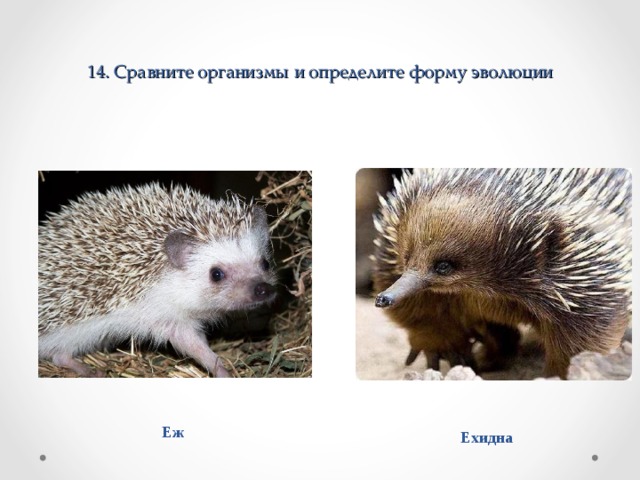 1 4. Сравните организмы и определите форму эволюции Еж Ехидна 