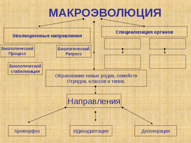 МАКРОЭВОЛЮЦИЯ Специализация органов Эволюционные направления Биологический Процесс Биологический Регресс Биологический стабилизация Образование новых родов, семейств Отрядов, классов и типов. Направления Дегенерация Идиоадаптация Ароморфоз 