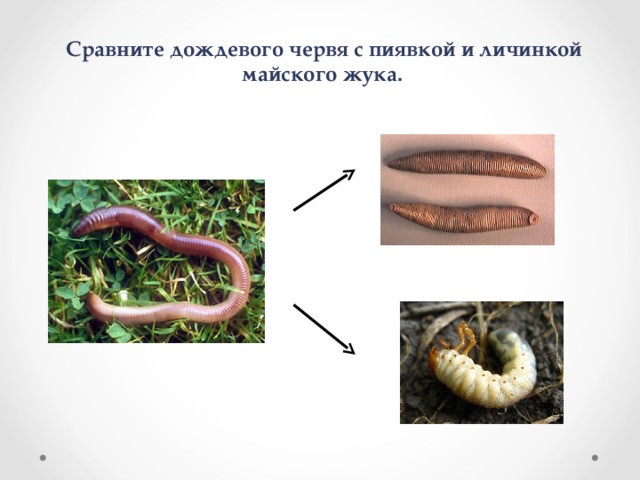 Сравните дождевого червя с пиявкой и личинкой майского жука. 