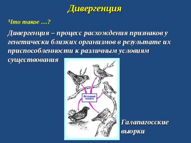 Дивергенция Что такое …? Дивергенция – процесс расхождения признаков у генетически близких организмов в результате их приспособленности к различным условиям существования Галапагосские вьюрки 