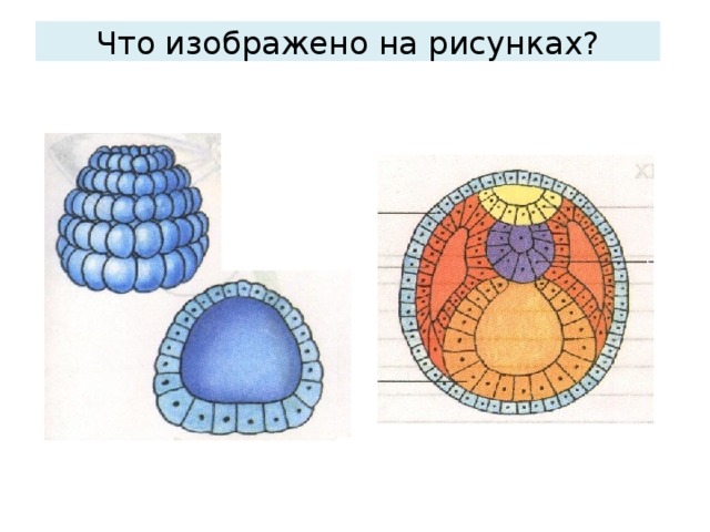 Что изображено на рисунках?    1  2   3 4 5 