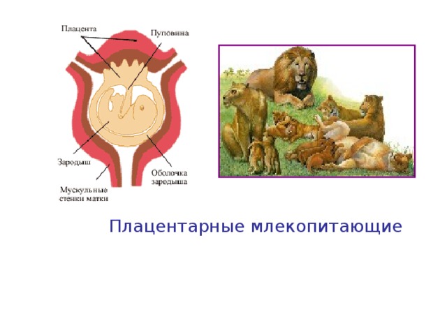 Плацентарные млекопитающие 