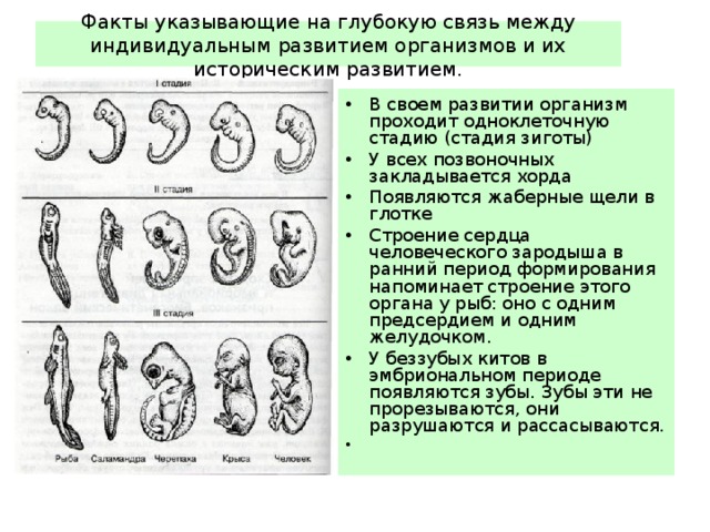 Факты указывающие на глубокую связь между индивидуальным развитием организмов и их историческим развитием. В своем развитии организм проходит одноклеточную стадию (стадия зиготы) У всех позвоночных закладывается хорда Появляются жаберные щели в глотке Строение сердца человеческого зародыша в ранний период формирования напоминает строение этого органа у рыб: оно с одним предсердием и одним желудочком. У беззубых китов в эмбриональном периоде появляются зубы. Зубы эти не прорезываются, они разрушаются и рассасываются.    