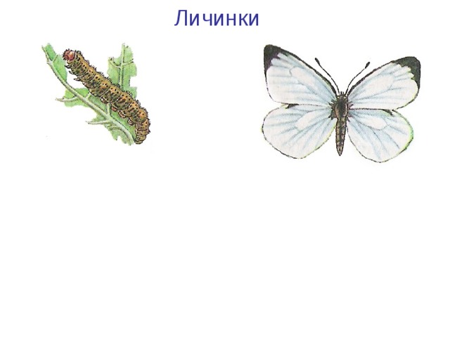 Личинки Гусеница бабочки капустной белянки Капустная белянка 