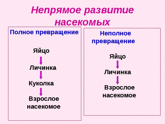 Непрямое развитие насекомых Полное превращение   Яйцо    Личинка   Куколка    Взрослое  насекомое  Неполное превращение    Яйцо   Личинка    Взрослое  насекомое  