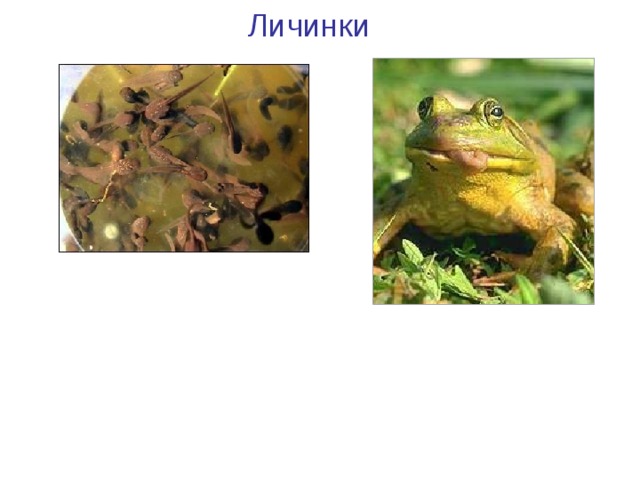 Личинки Головастики лягушки 