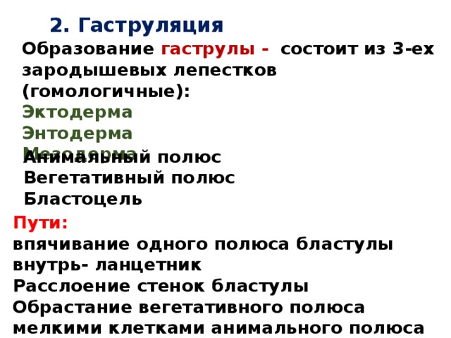 2. Гаструляция Образование гаструлы - состоит из 3-ех зародышевых лепестков (гомологичные): Эктодерма Энтодерма Мезодерма  Анимальный полюс Вегетативный полюс Бластоцель Пути: впячивание одного полюса бластулы внутрь- ланцетник Расслоение стенок бластулы Обрастание вегетативного полюса мелкими клетками анимального полюса 