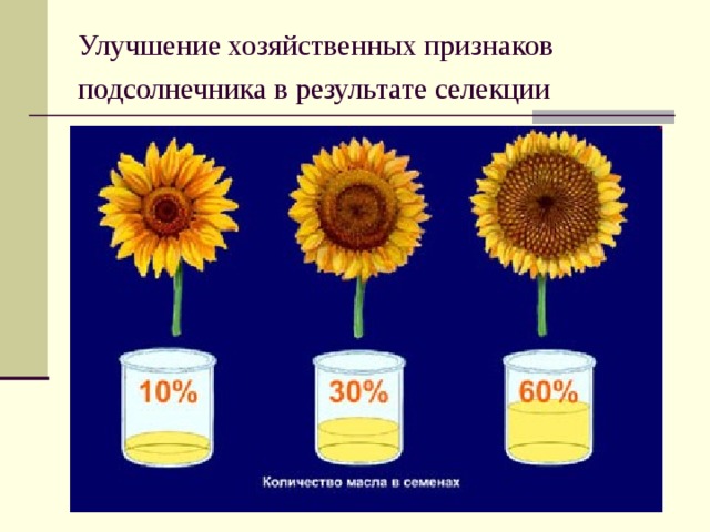 Улучшение хозяйственных признаков подсолнечника в результате селекции  