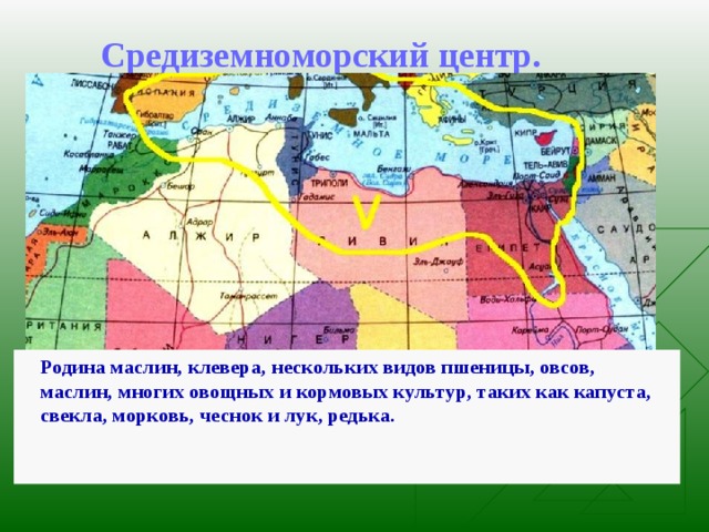 Средиземноморский центр.    Родина маслин, клевера, нескольких видов пшеницы, овсов, маслин, многих овощных и кормовых культур, таких как капуста, свекла, морковь, чеснок и лук, редька. 11%   