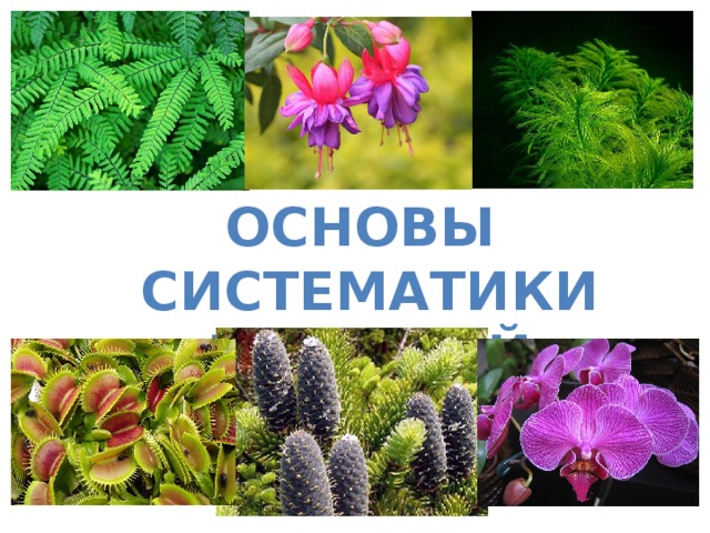 Основы систематики растений 