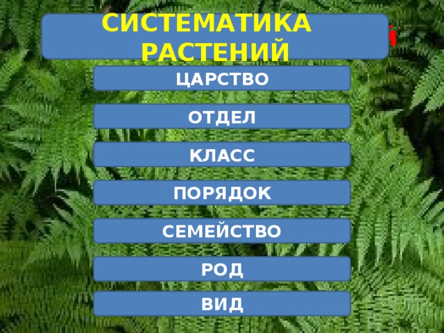 Систематика растений СИСТЕМАТИКА РАСТЕНИЙ ЦАРСТВО ОТДЕЛ КЛАСС ПОРЯДОК СЕМЕЙСТВО РОД ВИД 