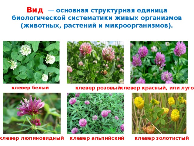 Вид    — основная структурная единица биологической систематики живых организмов (животных, растений и микроорганизмов). клевер белый   клевер розовый   клевер красный, или луговой клевер люпиновидный клевер альпийский клевер золотистый 