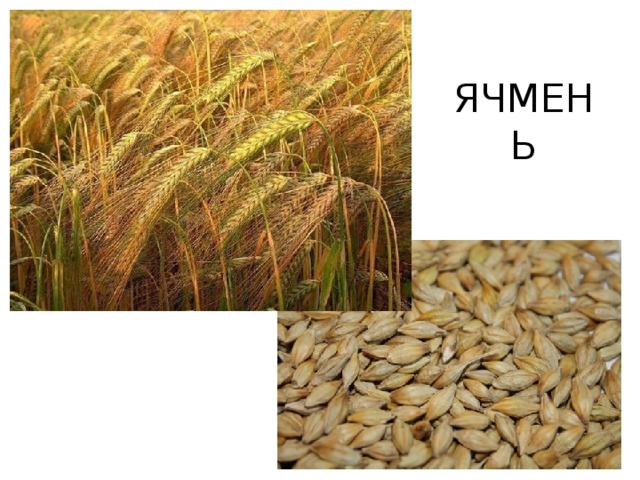 ЯЧМЕНЬ 