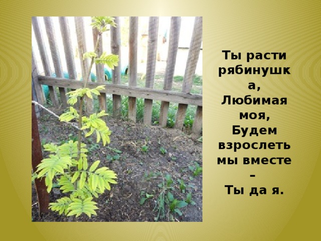 Ты расти рябинушка, Любимая моя, Будем взрослеть мы вместе – Ты да я. 
