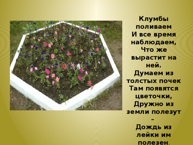 Клумбы поливаем И все время наблюдаем, Что же вырастит на ней. Думаем из толстых почек Там появятся цветочки, Дружно из земли полезут – Дождь из лейки им полезен . 