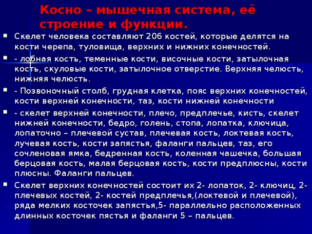 Косно – мышечная система, её строение и функции. Скелет человека составляют 206 костей, которые делятся на кости черепа, туловища, верхних и нижних конечностей. - лобная кость, теменные кости, височные кости, затылочная кость, скуловые кости, затылочное отверстие. Верхняя челюсть, нижняя челюсть. - Позвоночный столб, грудная клетка, пояс верхних конечностей, кости верхней конечности, таз, кости нижней конечности - скелет верхней конечности, плечо, предплечье, кисть, скелет нижней конечности, бедро, голень, стопа, лопатка, ключица, лопаточно – плечевой сустав, плечевая кость, локтевая кость, лучевая кость, кости запястья, фаланги пальцев, таз, его сочленовая ямка, бедренная кость, коленная чашечка, большая берцовая кость, малая берцовая кость, кости предплюсны, кости плюсны. Фаланги пальцев. Скелет верхних конечностей состоит их 2- лопаток, 2- ключиц, 2- плечевых костей, 2- костей предплечья,(локтевой и плечевой), ряда мелких косточек запястья,5- параллельно расположенных длинных косточек пястья и фаланги 5 – пальцев. 