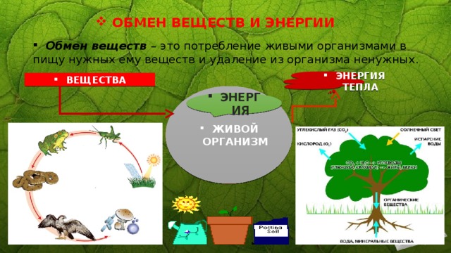 ОБМЕН ВЕЩЕСТВ И ЭНЕРГИИ Обмен веществ –  это потребление живыми организмами в пищу нужных ему веществ и удаление из организма ненужных. ЭНЕРГИЯ ТЕПЛА ВЕЩЕСТВА ЖИВОЙ ОРГАНИЗМ ЭНЕРГИЯ 
