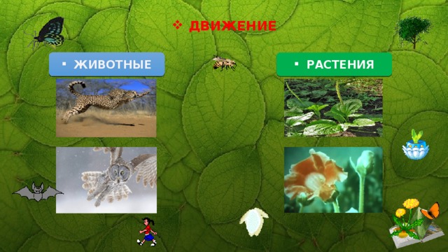 ДВИЖЕНИЕ РАСТЕНИЯ ЖИВОТНЫЕ 