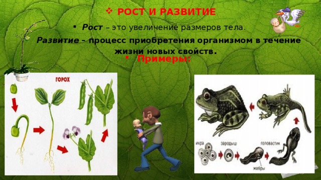 РОСТ И РАЗВИТИЕ Рост – это увеличение размеров тела.  Развитие – процесс приобретения организмом в течение жизни новых свойств .   Примеры: 