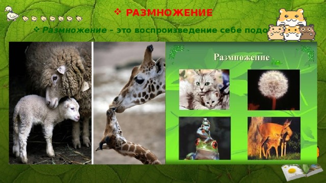 РАЗМНОЖЕНИЕ Размножение – это воспроизведение себе подобных.   