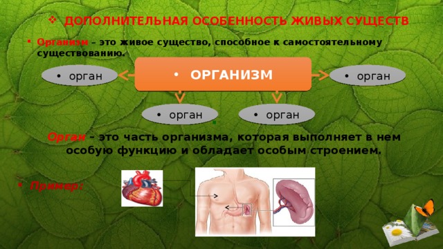 ДОПОЛНИТЕЛЬНАЯ ОСОБЕННОСТЬ ЖИВЫХ СУЩЕСТВ Организм – это живое существо, способное к самостоятельному существованию. ОРГАНИЗМ орган орган орган орган  Орган  – это часть организма, которая выполняет в нем особую функцию и обладает особым строением.   Пример: 