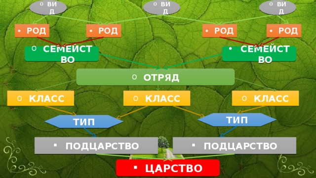 ВИД ВИД ВИД РОД РОД РОД РОД СЕМЕЙСТВО СЕМЕЙСТВО ОТРЯД КЛАСС КЛАСС КЛАСС ТИП ТИП ПОДЦАРСТВО ПОДЦАРСТВО ЦАРСТВО 